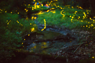 Illustration for article titled The Synchronous Fireflies Of The Smokies Are A Sight Unlike Any Other